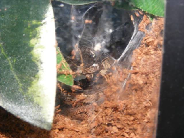 Fresh Molt Picture443