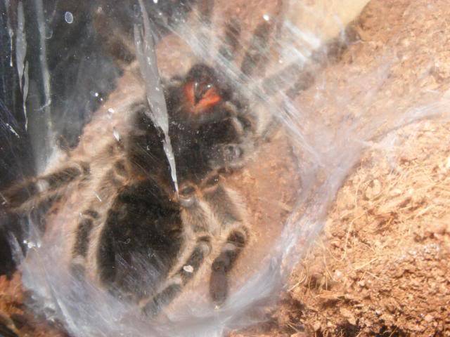 Gramostola rosea Successful Molt Picture754-2