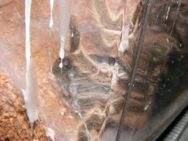 Gramostola rosea Successful Molt Picture755-1