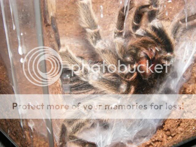 Gramostola rosea Successful Molt Picture756-1