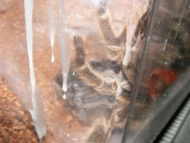 Gramostola rosea Successful Molt Picture758