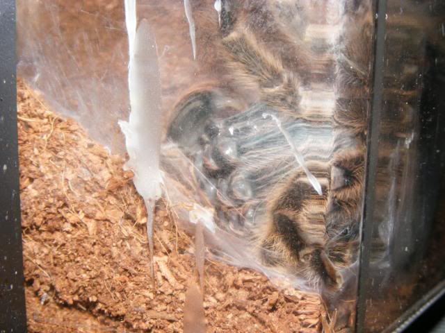 Gramostola rosea Successful Molt Picture760