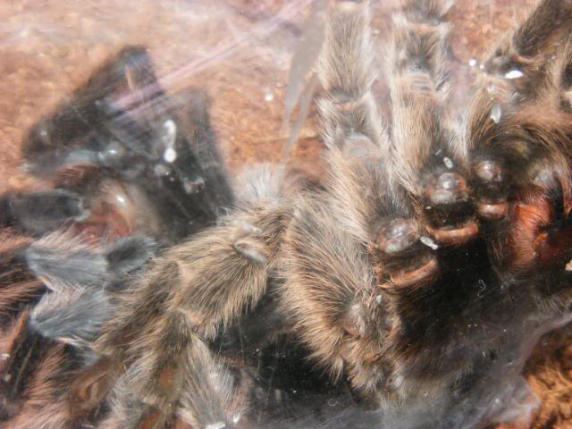 Gramostola rosea Successful Molt Picture762