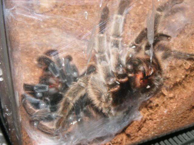 Gramostola rosea Successful Molt Picture763