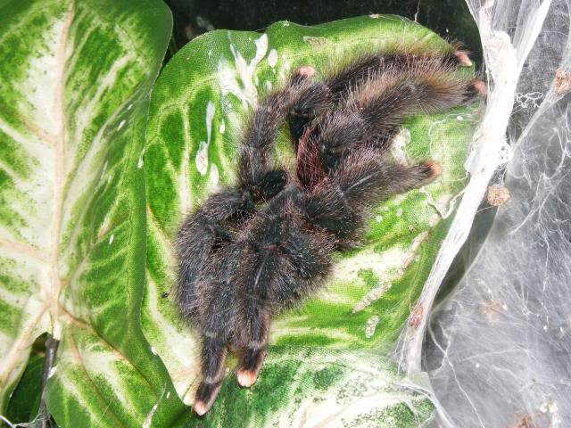 Avicularia avicularia, pet trade Picture909_zpsd9f7a015