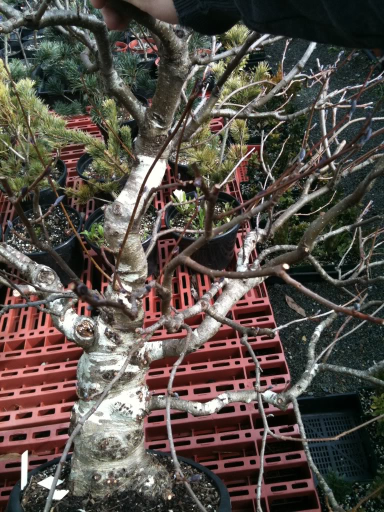 alnus glutinosa (black/common alder) as bonsai Photo-154