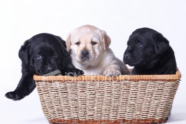 slike labradora Ist2_2845439_labrador_retriever_pup