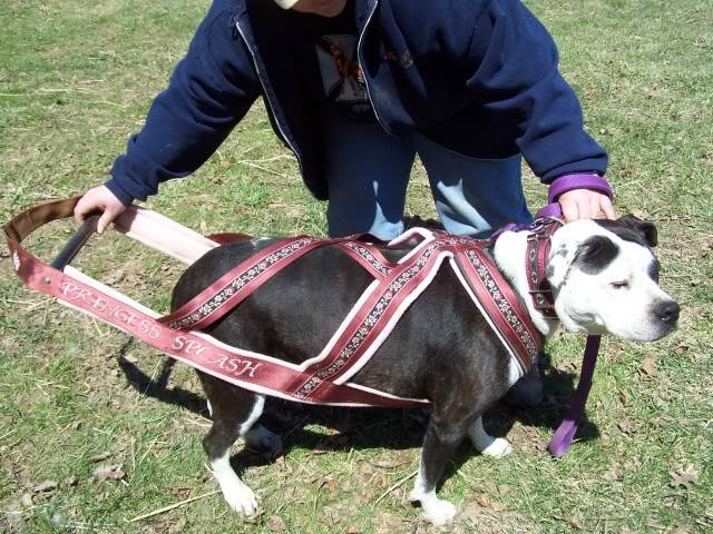 2800lbs with the New weight pull harness 100_2411