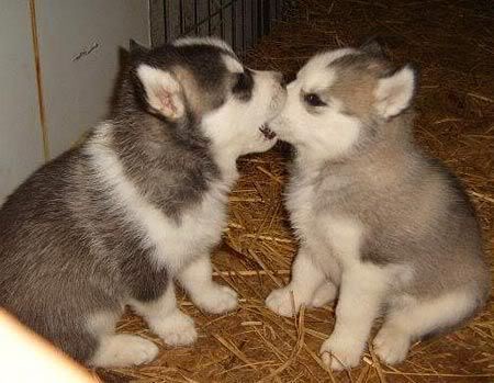 Axl vs Slash Two_husky_-puppies_kiss
