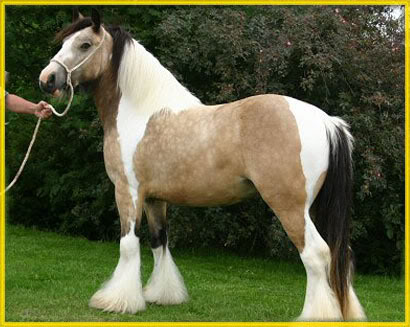 Gypsy vanner/Irish tinker Buckwhitemare7