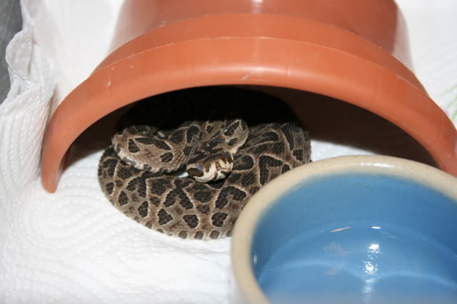 Bothrops asper Krmeit007