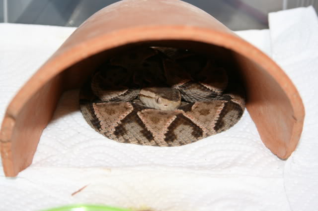 Bothrops asper Krmeit015