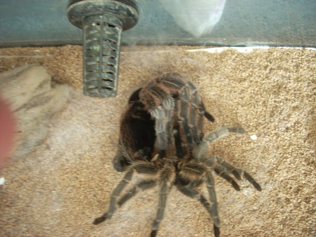 my favorite rosie molting......scared Cmpltmlt013