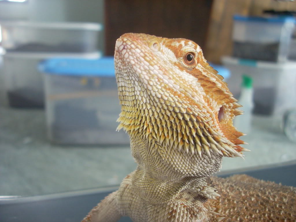 bearded dragon yellow beard Yellowbeardbite002