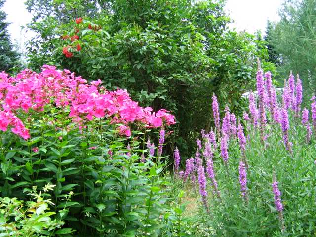 [Jardin de Mimi] 27 juillet, photos d'ensemble Ensemble033