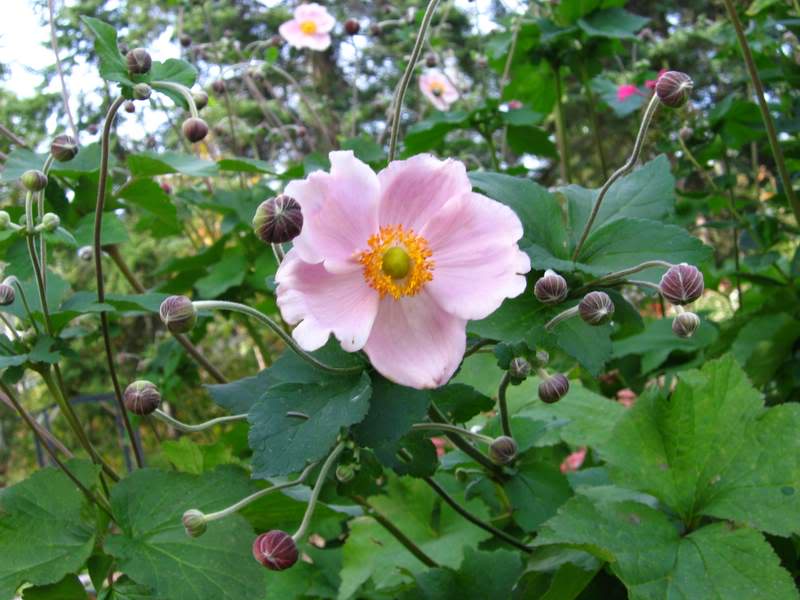 mon jardin 2005 AnemoneSeptemberCharm028