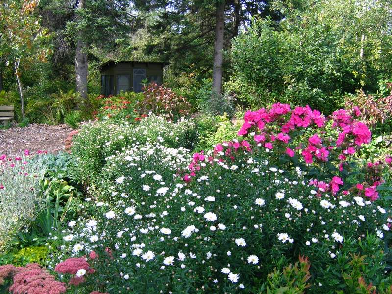 [Jardin de Mimi] 16 septembre Aster037