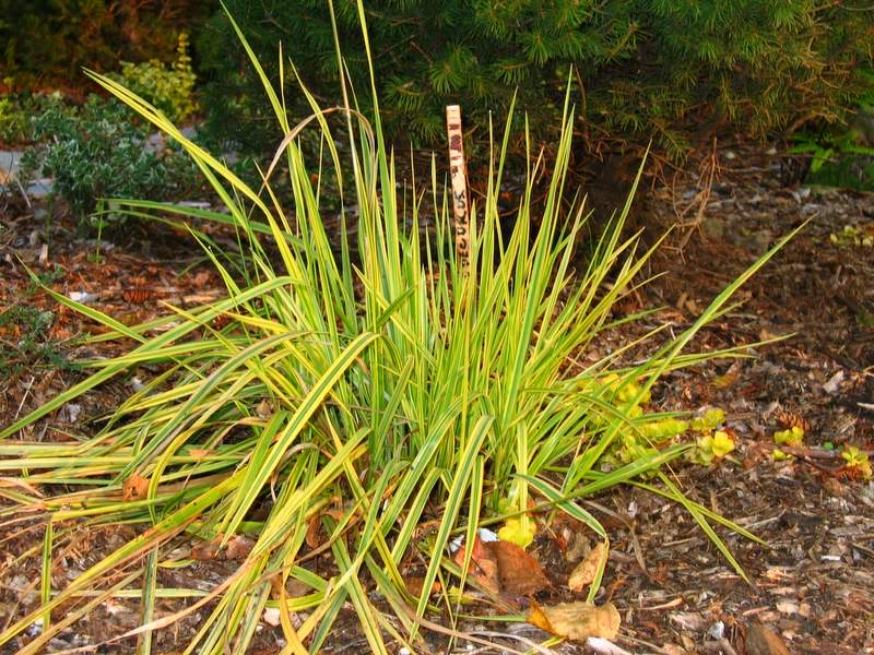 Panicum virgatum 'Rotstrahlbusch' - Page 2 Automne007