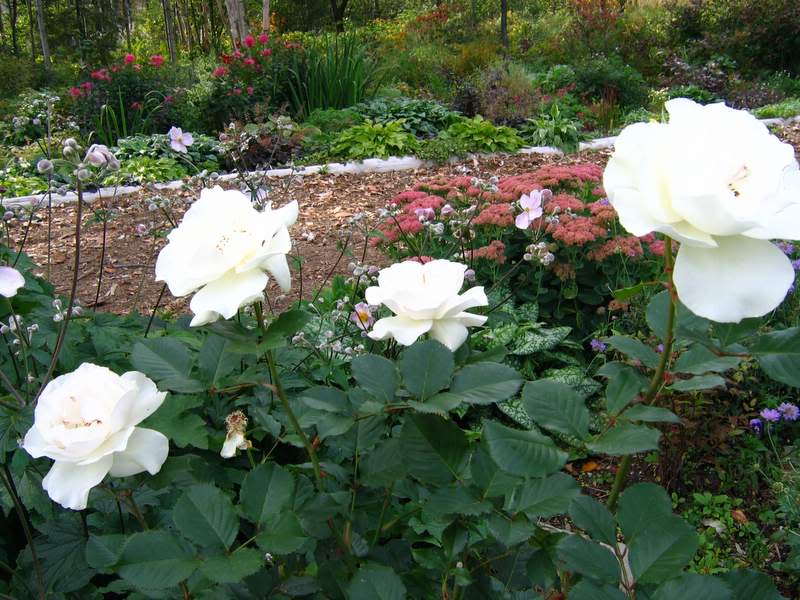 [Jardin de Mimi] 16 septembre FloribundaFrenchlace030