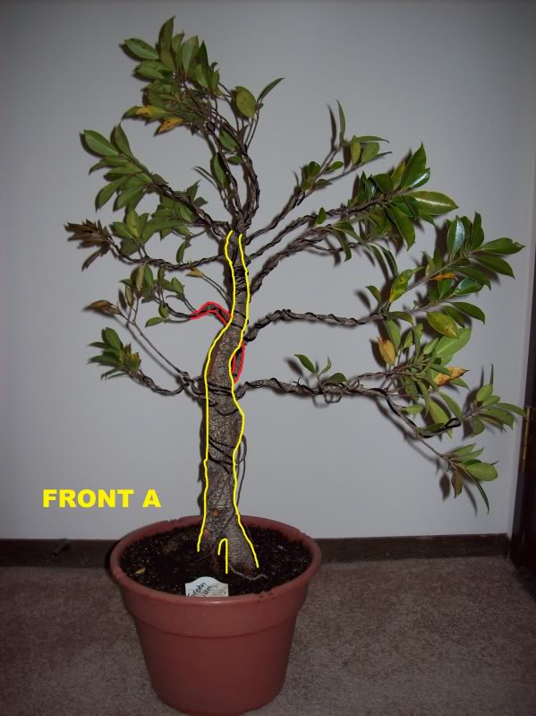 Beginner with ficus-- guidance needed (lots of pics!) FrontA_zpsb74ed2d4