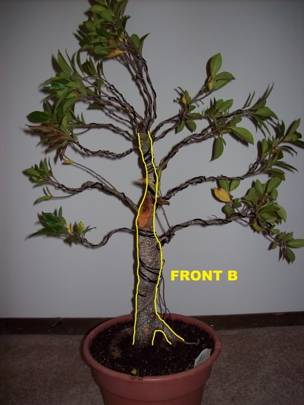 Beginner with ficus-- guidance needed (lots of pics!) FrontB_zps0f5a0fe4