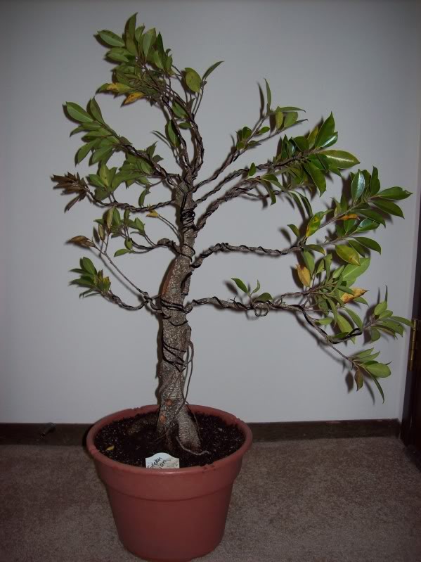 Beginner with ficus-- guidance needed (lots of pics!) Sep20023_zpsadec67d3