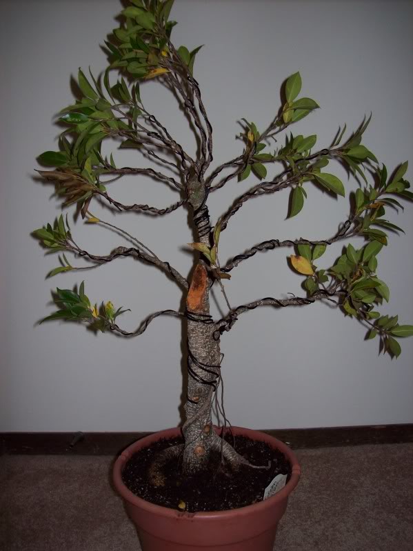 Beginner with ficus-- guidance needed (lots of pics!) Sep20025_zpsa795bc6e