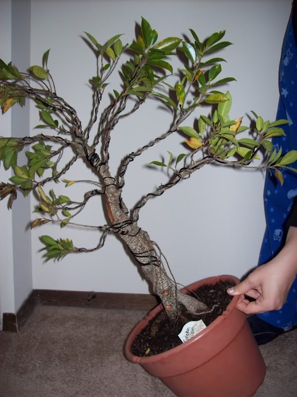 Beginner with ficus-- guidance needed (lots of pics!) Sep20a001_zps8f7bd6b9