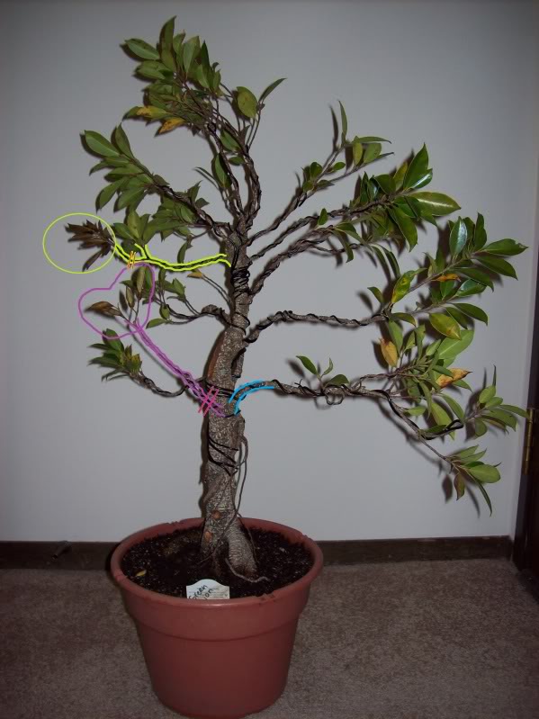 Beginner with ficus-- guidance needed (lots of pics!) Deadbranches_zpsa3053b50