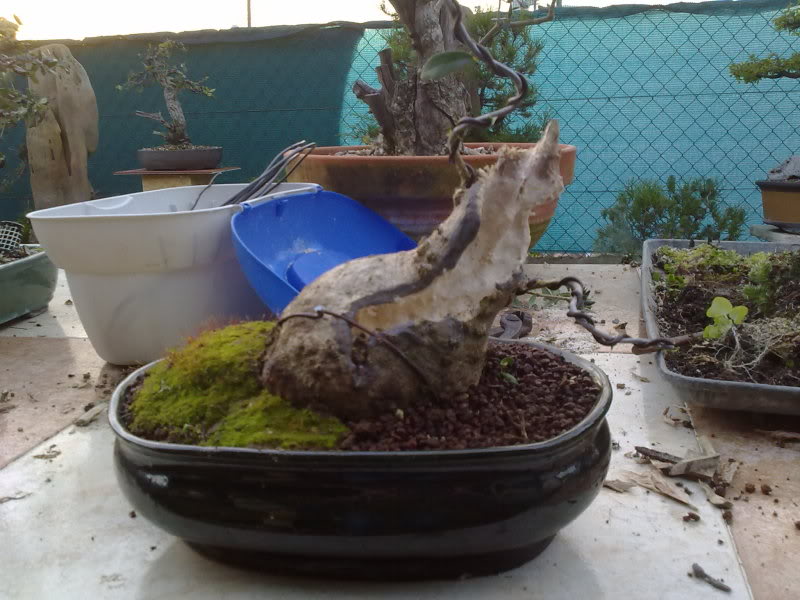 ASOCIACION DE BONSAI MENESTEOS (Puerto de santa Maria) - Página 22 23022010131