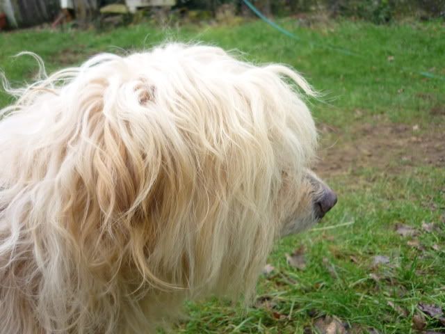 MALE TYPE BICHON FOURRIERE DE NIORT (79) P1010481