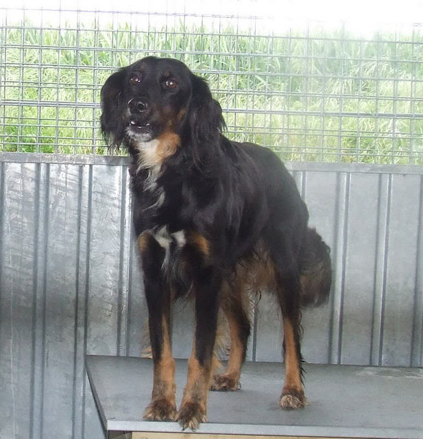 79 - Femelle Epagneul (type Setter Gordon), 2 ans à Niort NiortChienne