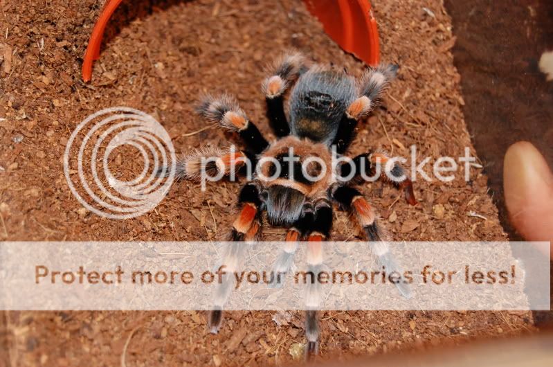 Its Amazing What A Moult Can Do!!!! Voodoo The B.smithi Update :D DSC_0393-1