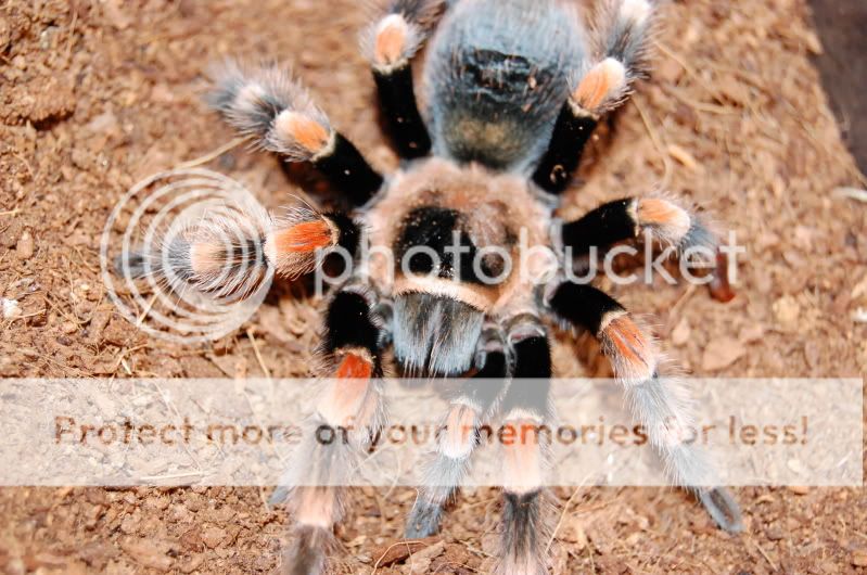 Its Amazing What A Moult Can Do!!!! Voodoo The B.smithi Update :D DSC_0394-1