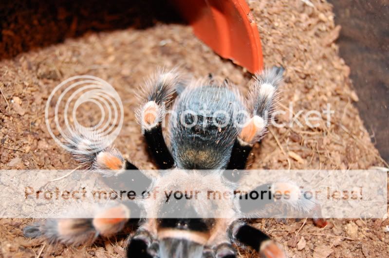 Its Amazing What A Moult Can Do!!!! Voodoo The B.smithi Update :D DSC_0395