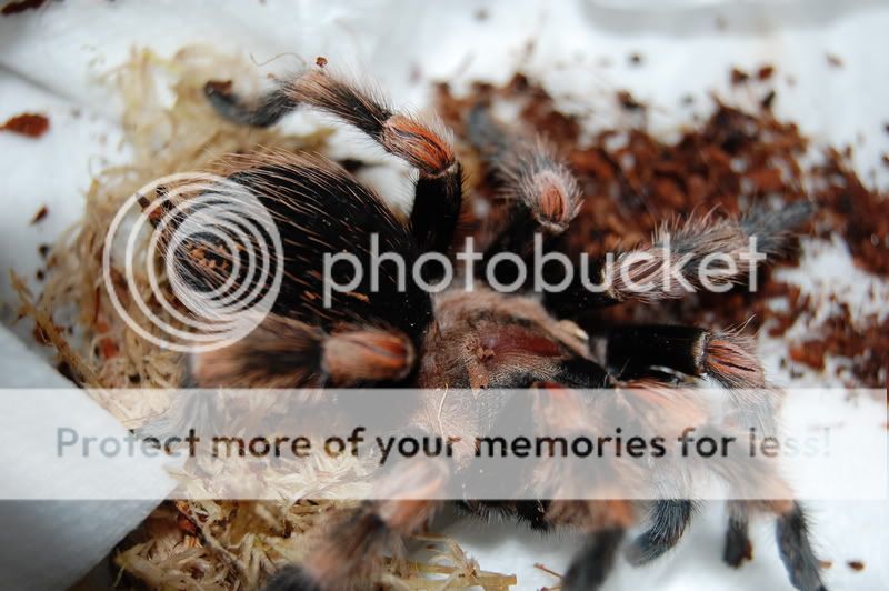 Its Amazing What A Moult Can Do!!!! Voodoo The B.smithi Update :D DSC_0756