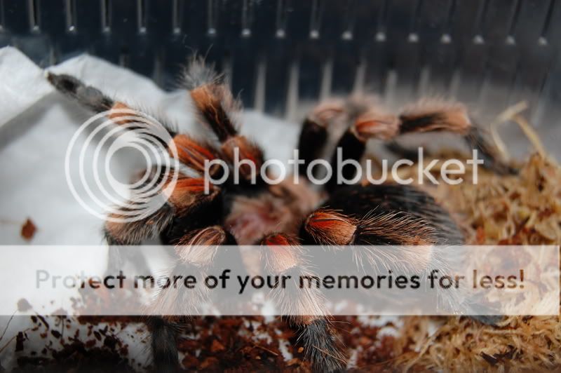 Its Amazing What A Moult Can Do!!!! Voodoo The B.smithi Update :D DSC_0761