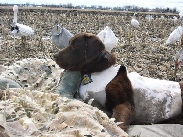 chien avec low profile 13-04-05chasseprintemps001