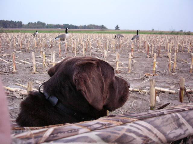 chien avec low profile Moyaklayout