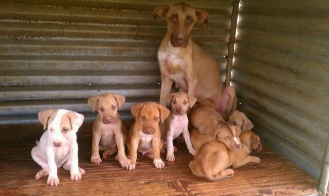 6 week old bloodline Puppies for sale D3cacfe8