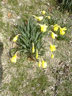 What's in the garden right now?? - Page 2 Daffodils