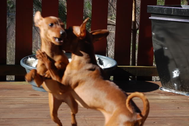 Vår hos kennel Acrobatix! :) Nye bilder s2 April2011028