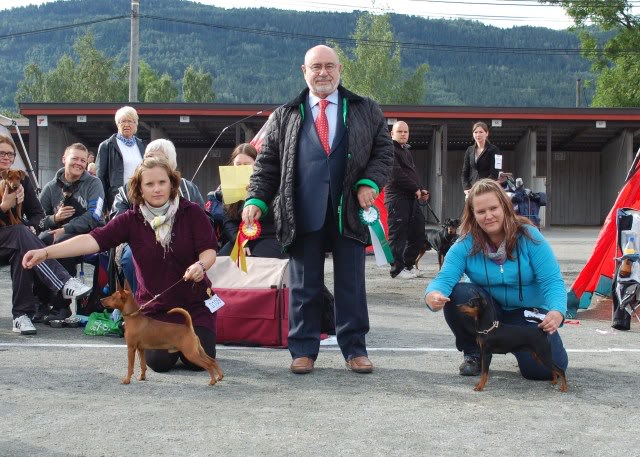 Norsk leonberger klubb, Drammen 28/8 Utstilling008-1