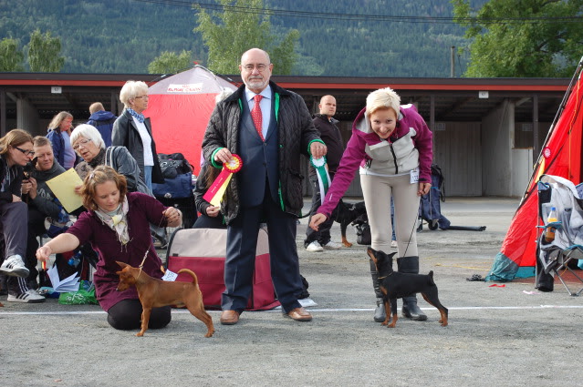 Norsk leonberger klubb, Drammen 28/8 Utstilling023