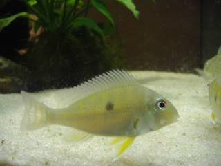 Geophagus Surinamensis P5270671