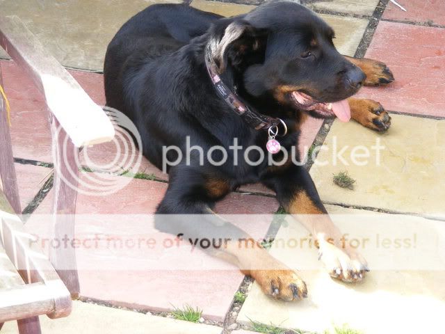 Out and safe: Dunboyne Stray - Pandora, rottie 100908005