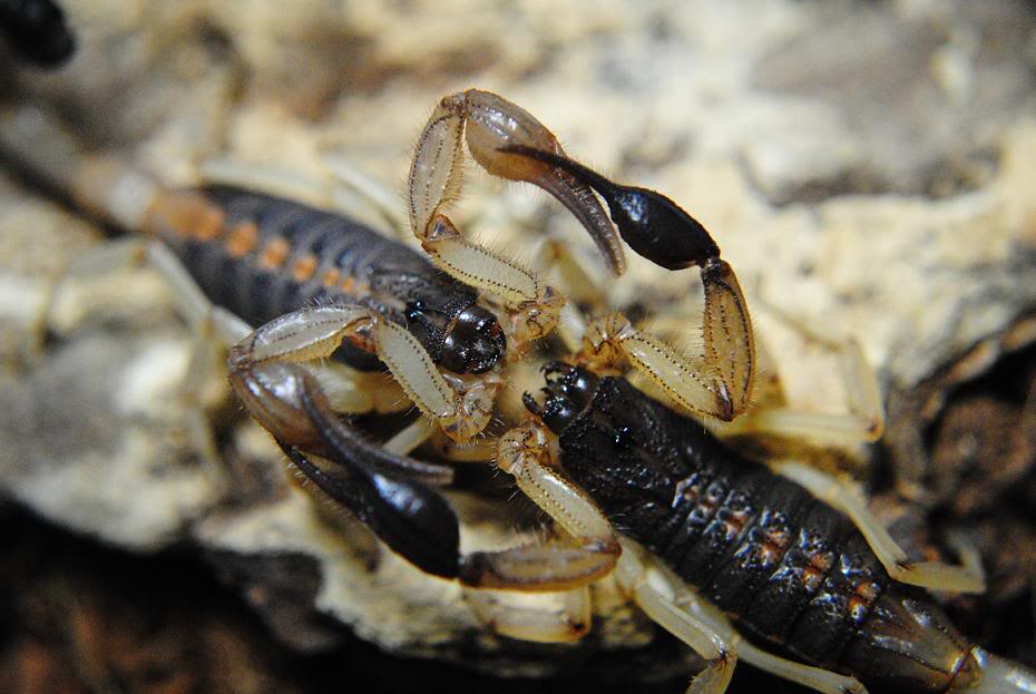 Centruroides margaritatus DSC_0165