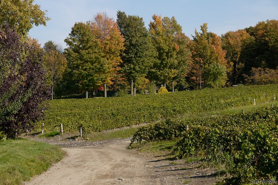 Visite dans un vignoble _1000791