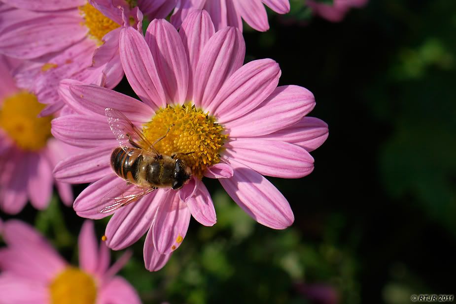 Visite dans un vignoble _1000800