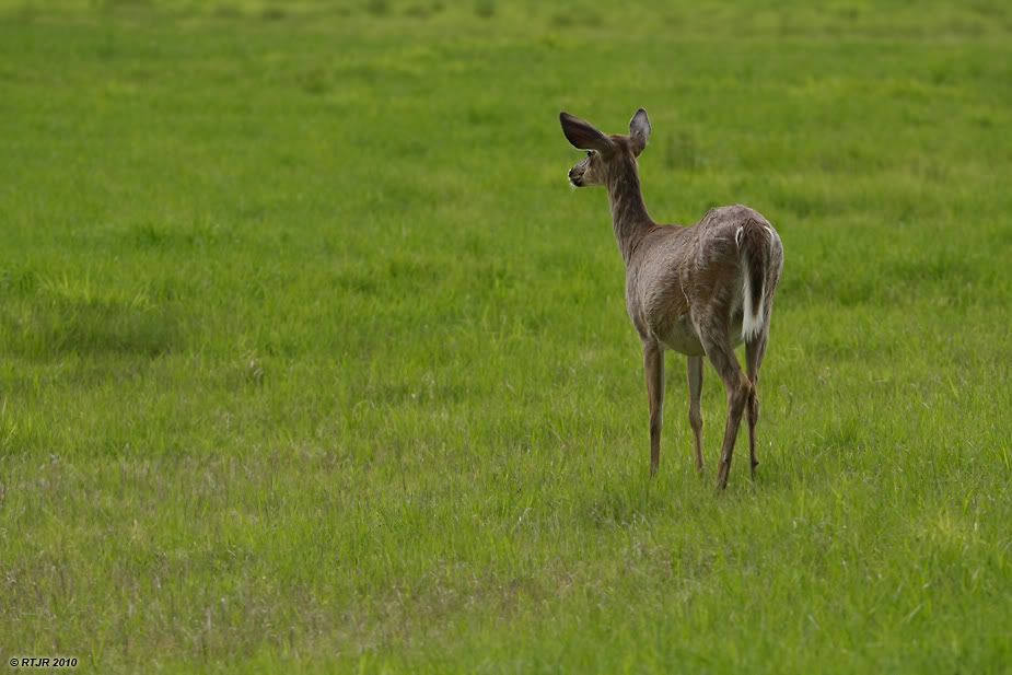 Cerf _MG_3846